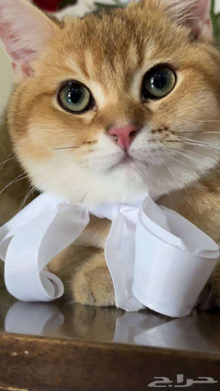 للبيع قط سكوتش ستريت وكيتن تربل فولد 3