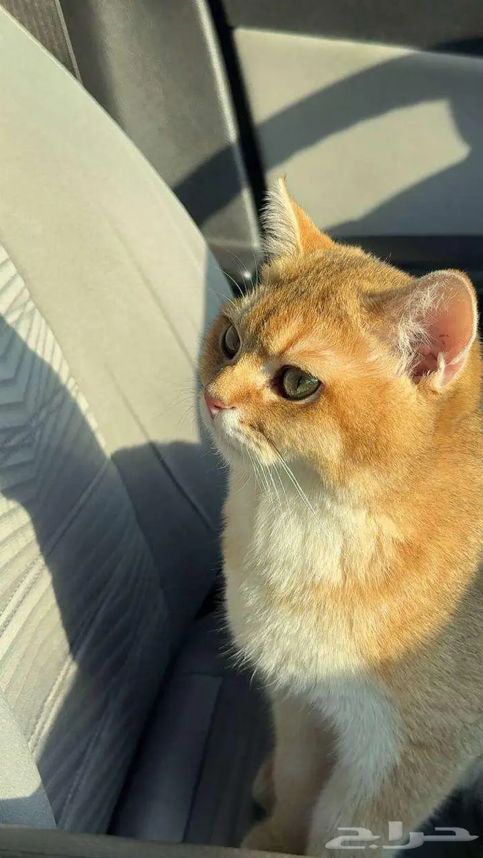 للبيع قط سكوتش ستريت وكيتن تربل فولد 6