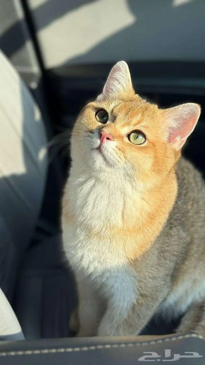 للبيع قط سكوتش ستريت وكيتن تربل فولد 5