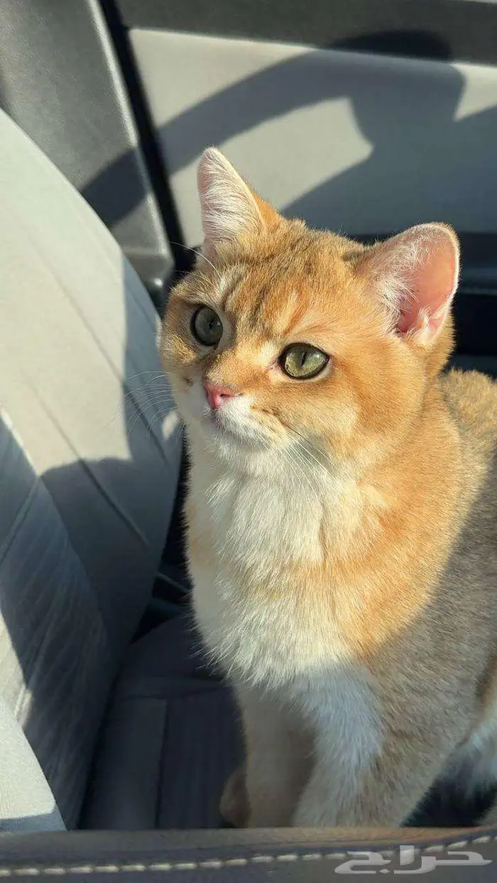 للبيع قط سكوتش ستريت وكيتن تربل فولد 4