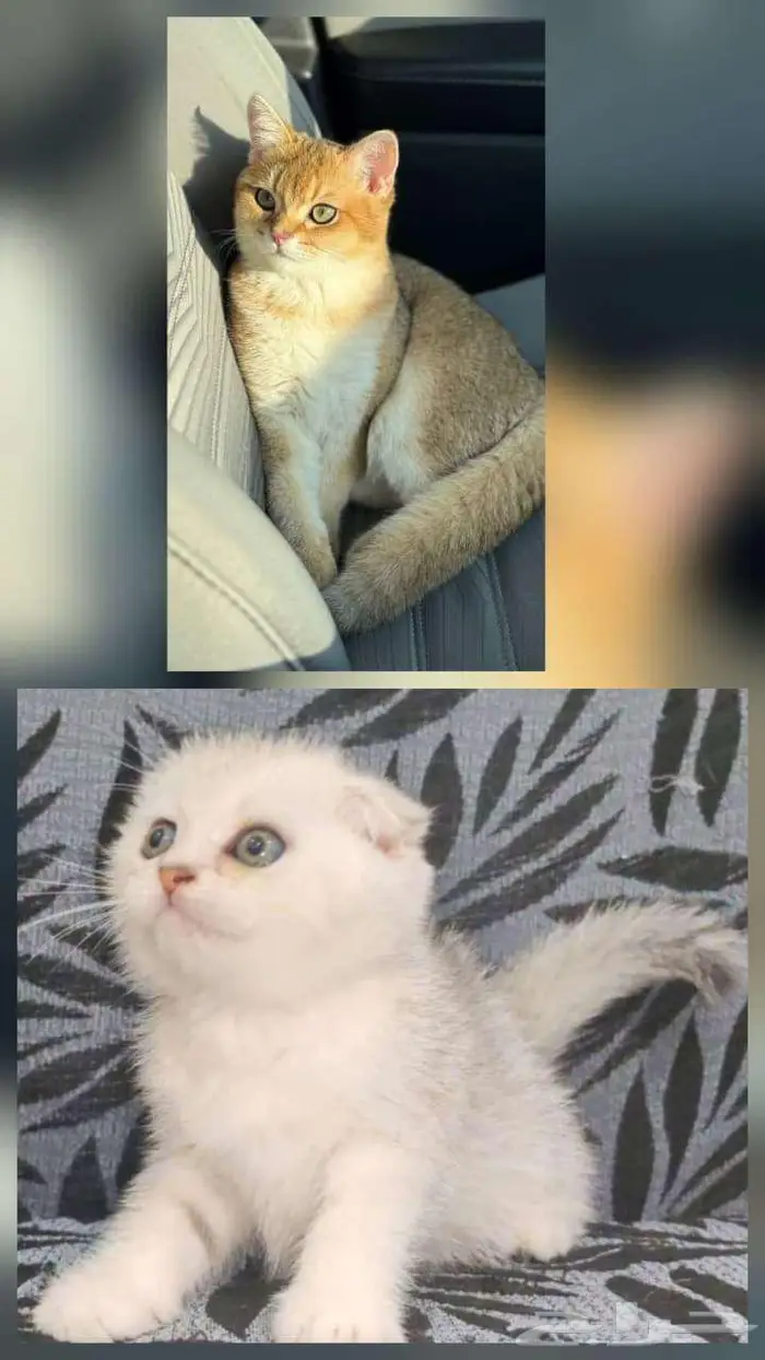 للبيع قط سكوتش ستريت وكيتن تربل فولد 0