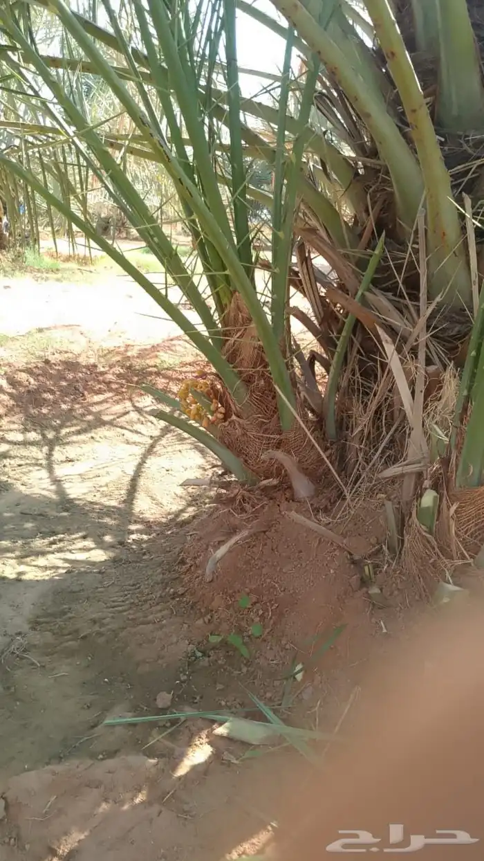 جثايث نخل للبيع وفسايل سكري وخلاص صقعي مجدول 2