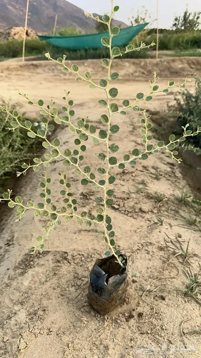 شتلات جملة فقط 3