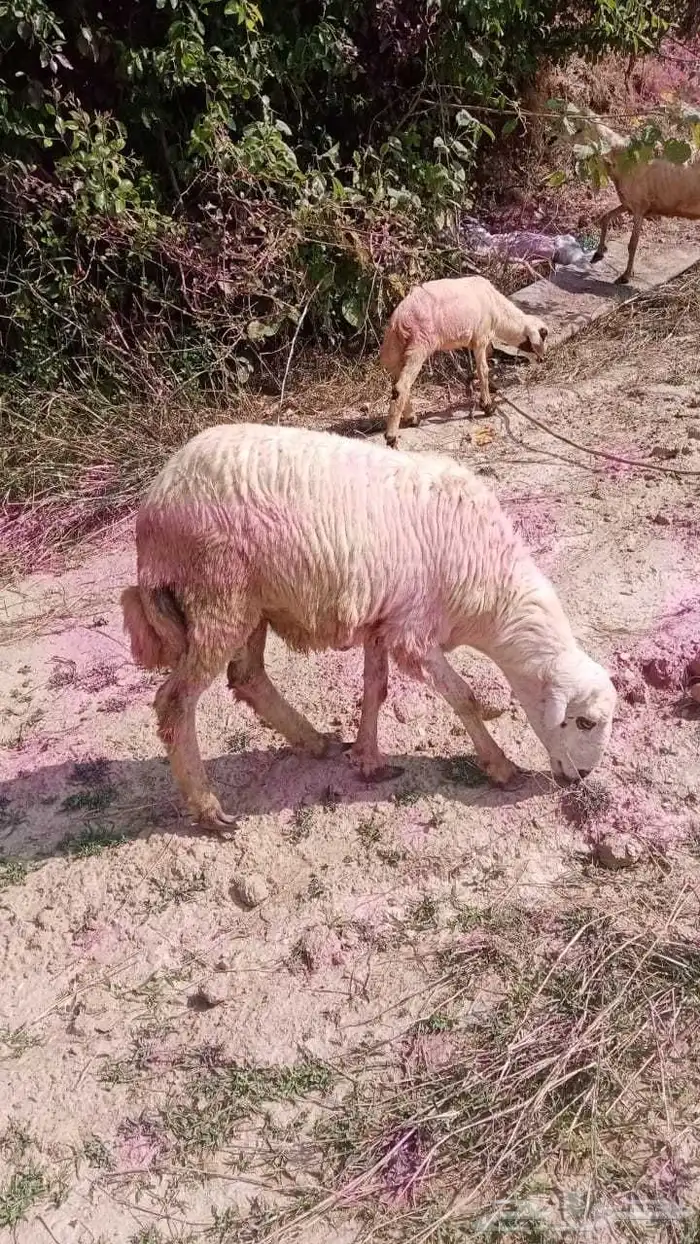 خروف عمره 6 شهور بصحة ممتازه 2