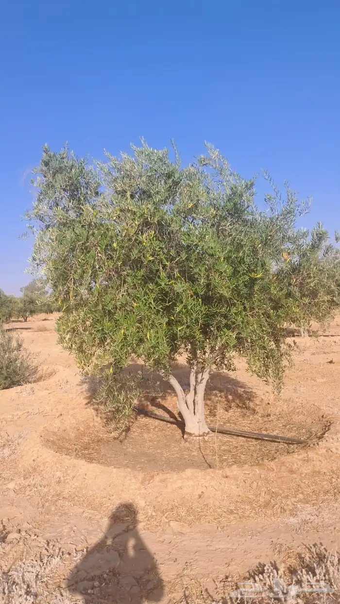 زيتون معمر لتوصل علا 6