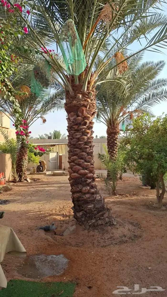 يوجد لدينا نخل عربي وشنطني 4