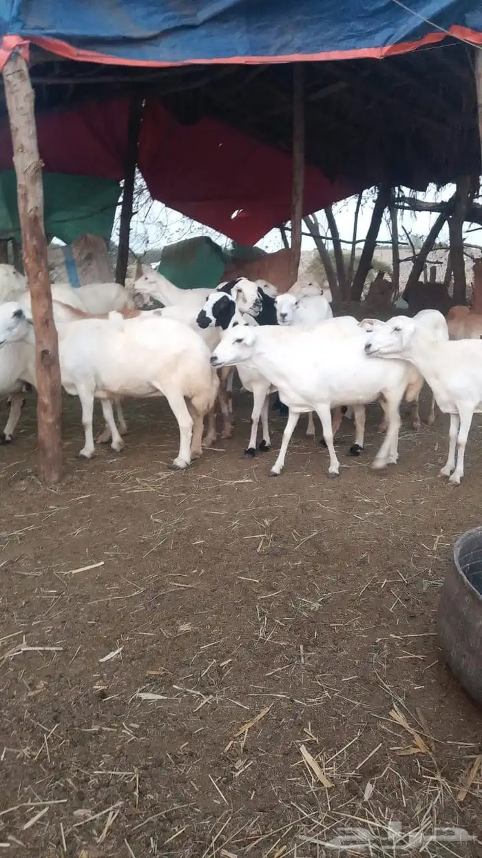 ضان رفيديات قرايب دفيع على شرط فحص سونار لعدد80راس مراح واحد 1