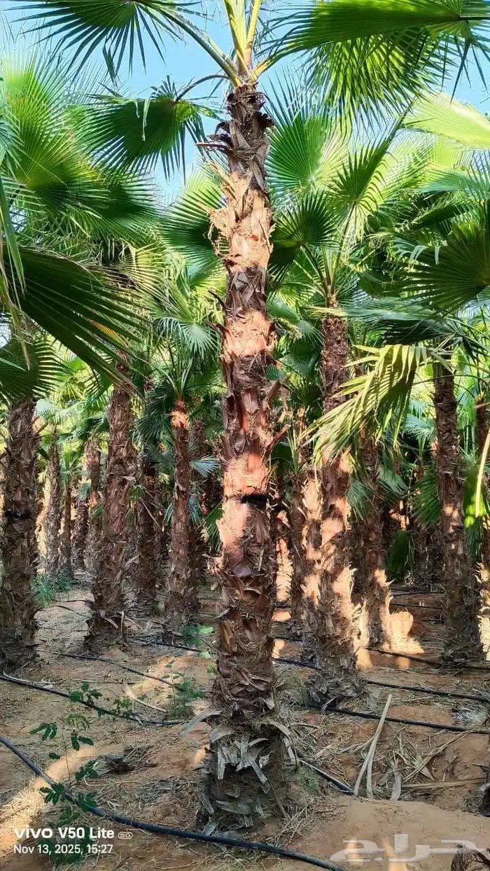 نخل واشنطني زينه رقم واحد توريد وتركيب 3