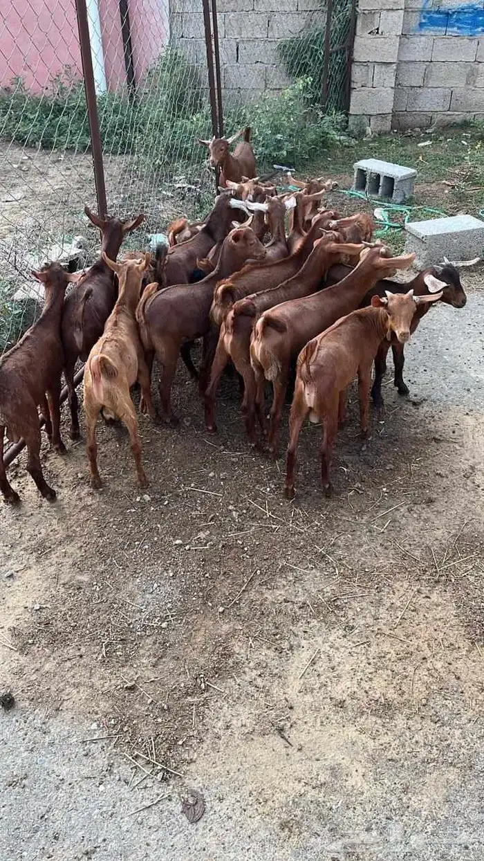 تيوس دهم كله ذكور (تم البيع) 3