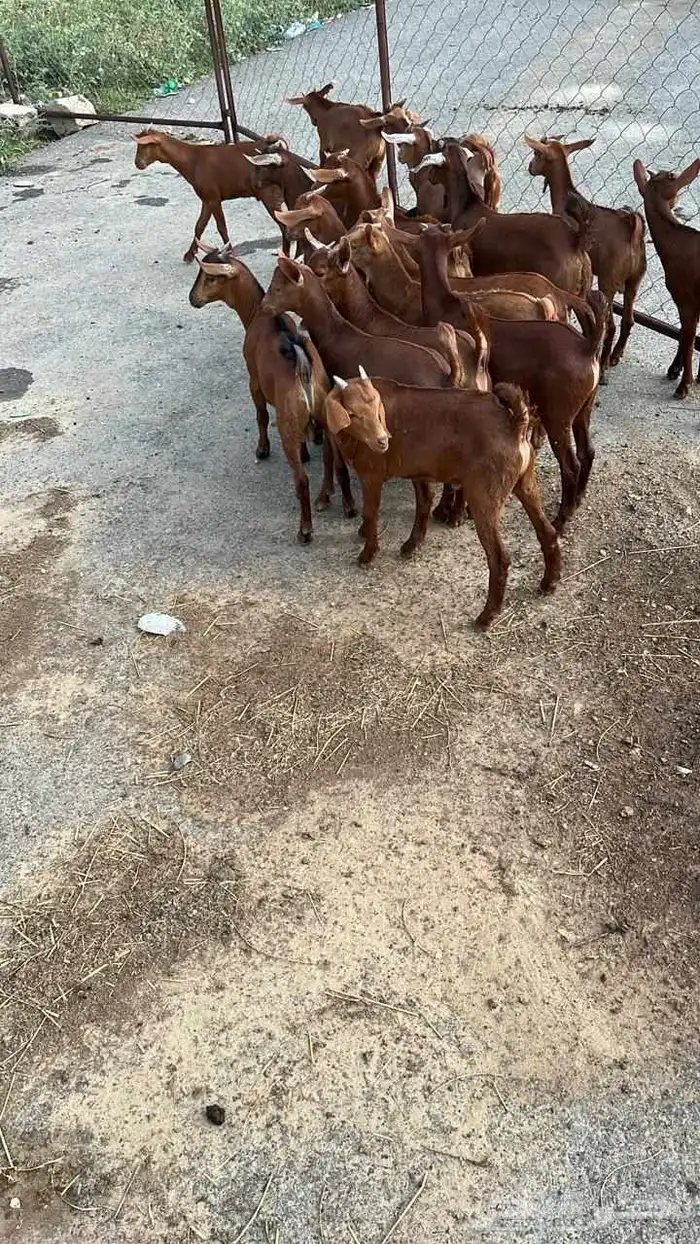 تيوس دهم كله ذكور (تم البيع) 1