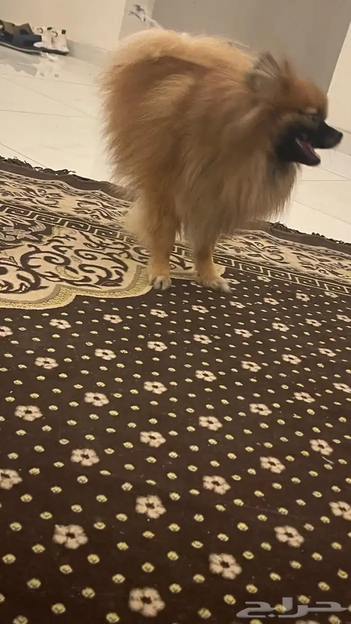 كلب للبيع انثى ل يجي اله الصامل 2