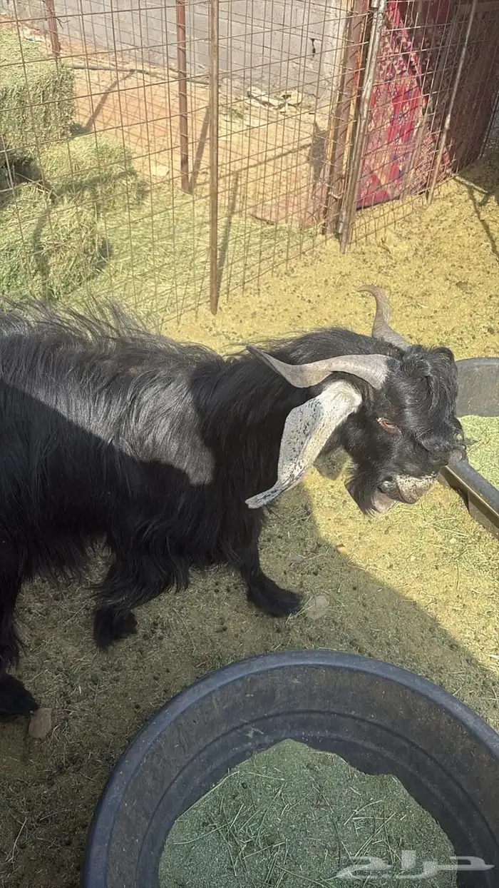 تيس ثني عارضي للبيع سيم 1500 2