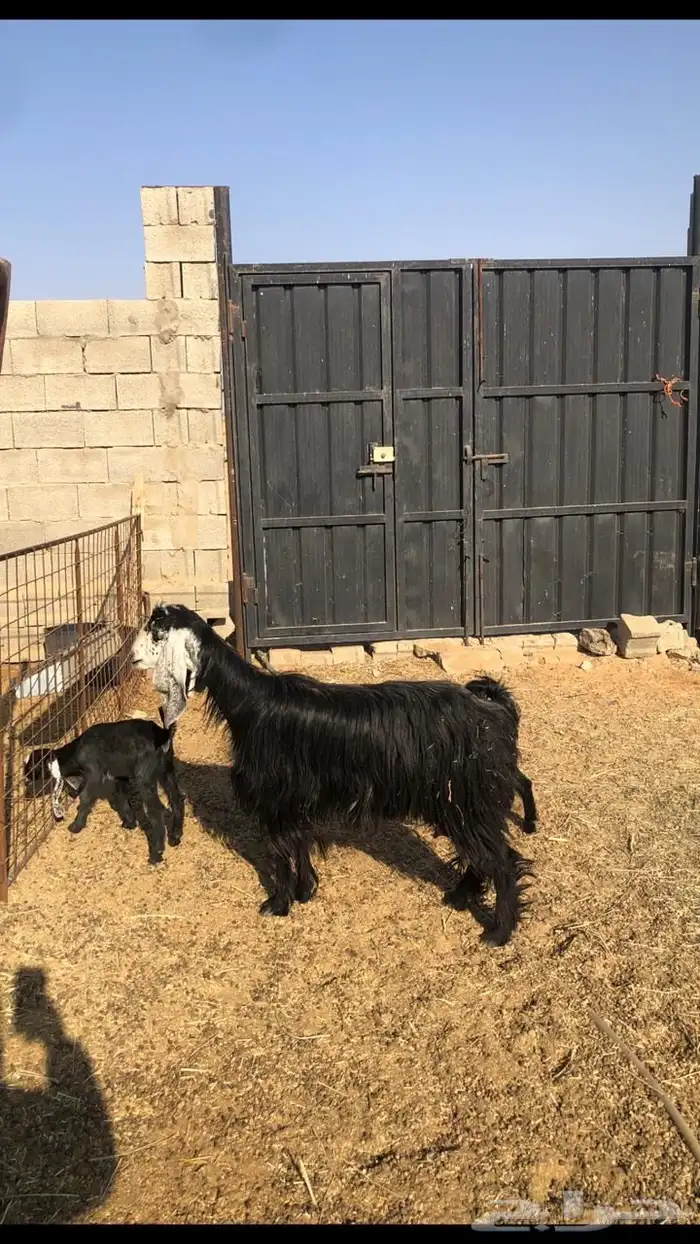 عنز والد معها ثنين 2