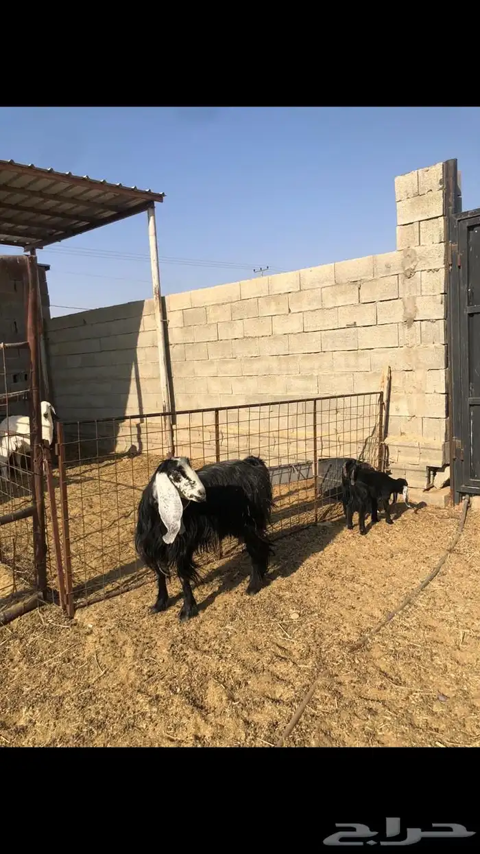 عنز والد معها ثنين 1