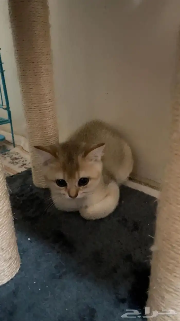 كيتن للبيع 0