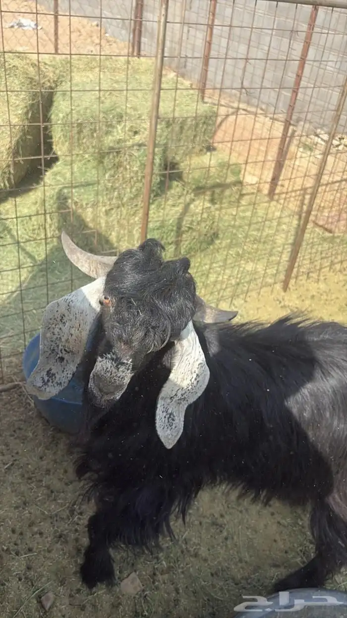 تيس ثني عارضي للبيع سيم 1500 4