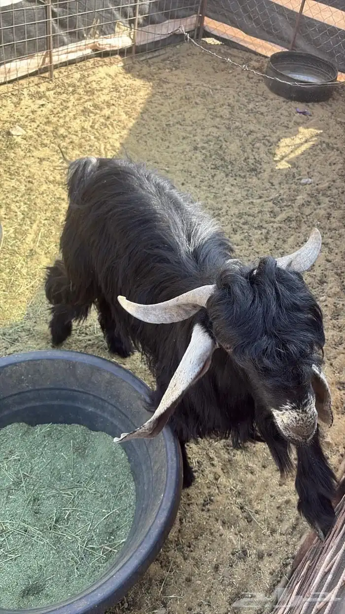 تيس ثني عارضي للبيع سيم 1500 0