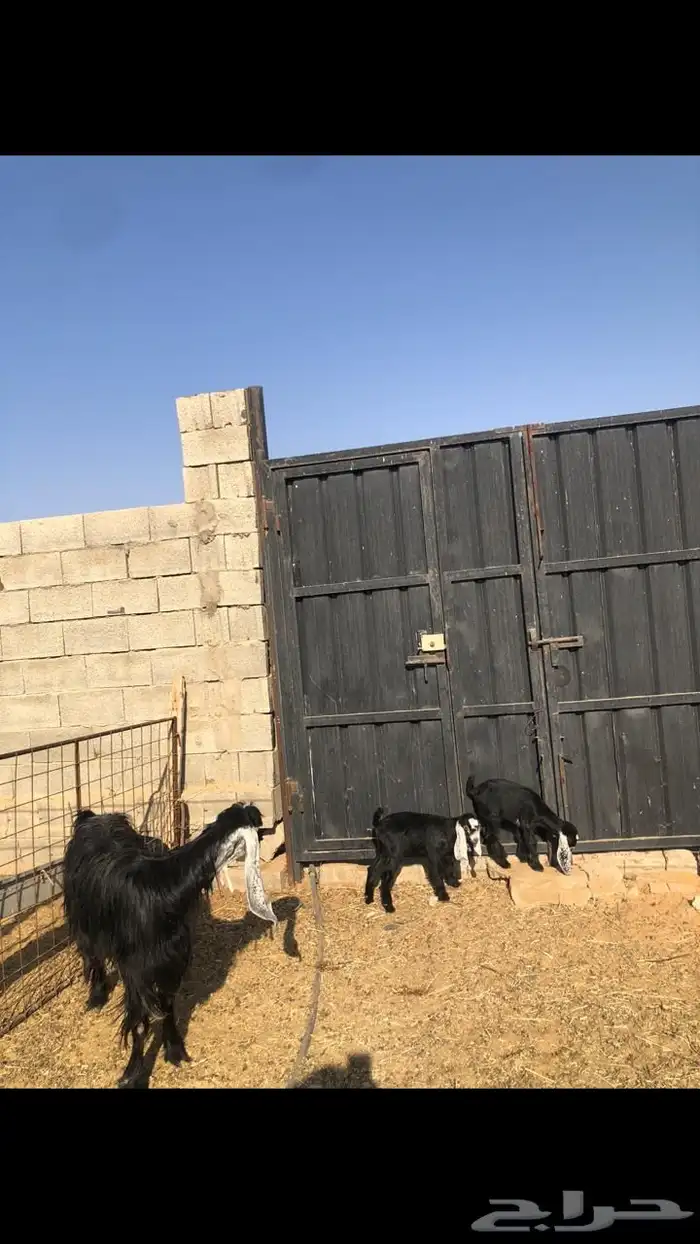 عنز والد معها ثنين 0