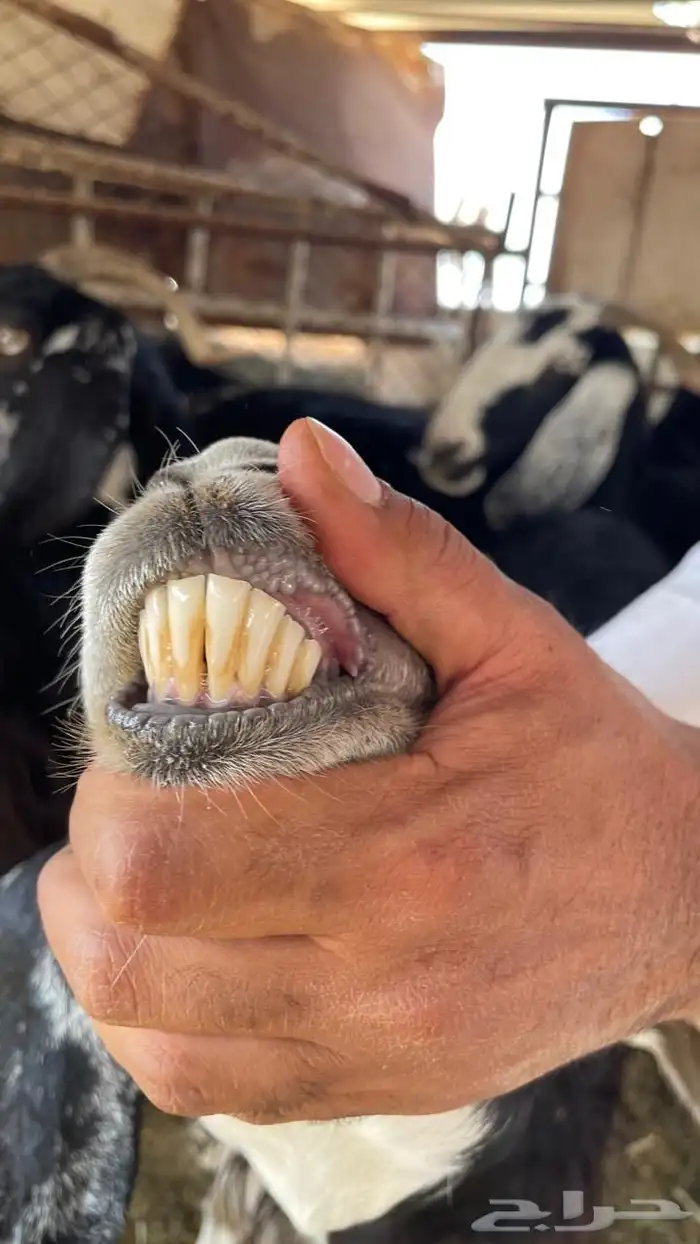 معزا مضاريع 7