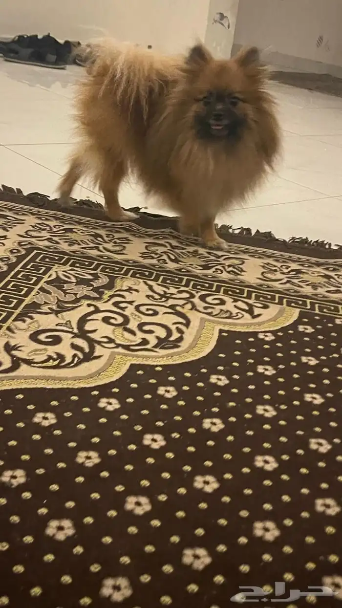 كلب للبيع انثى ل يجي اله الصامل 0