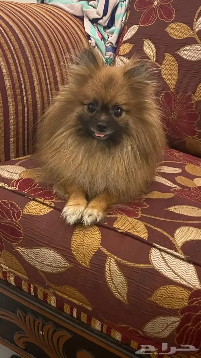 كلب للبيع انثى ل يجي اله الصامل 5