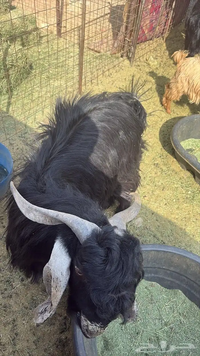 تيس ثني عارضي للبيع سيم 1500 5