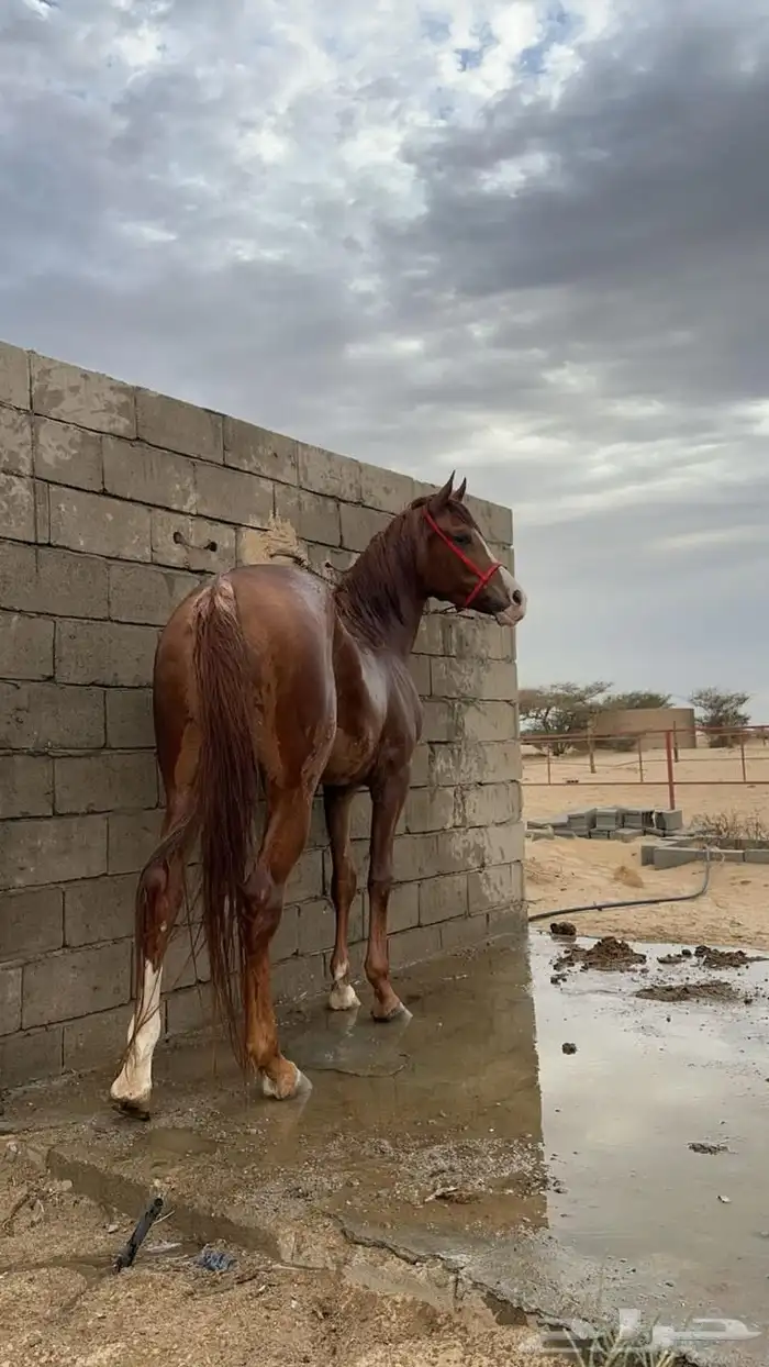 فرس شعبية شيخة 4