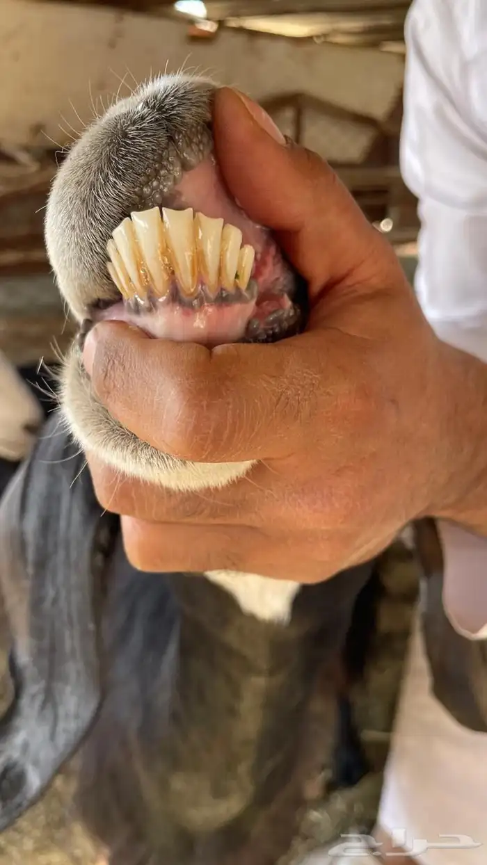 معزا مضاريع 9