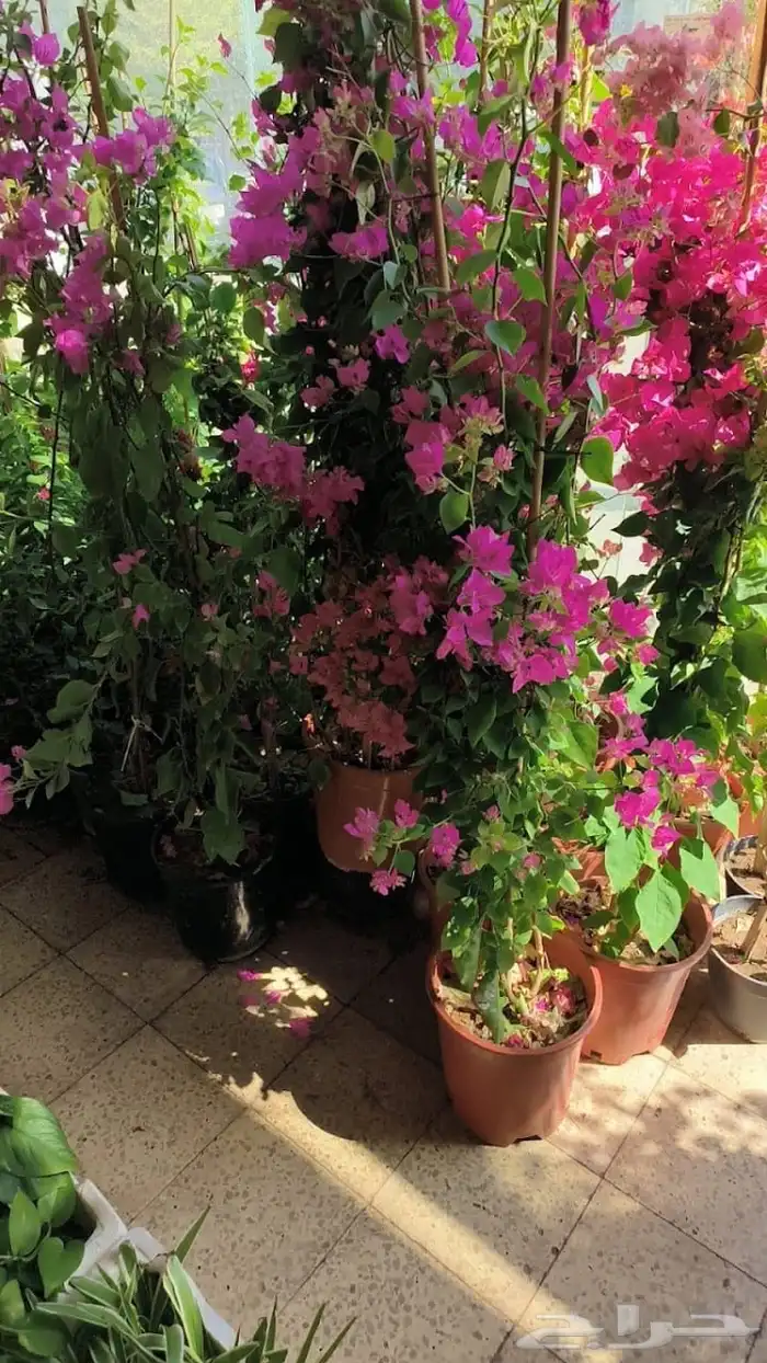 مشتل تنسيق حدايق 6