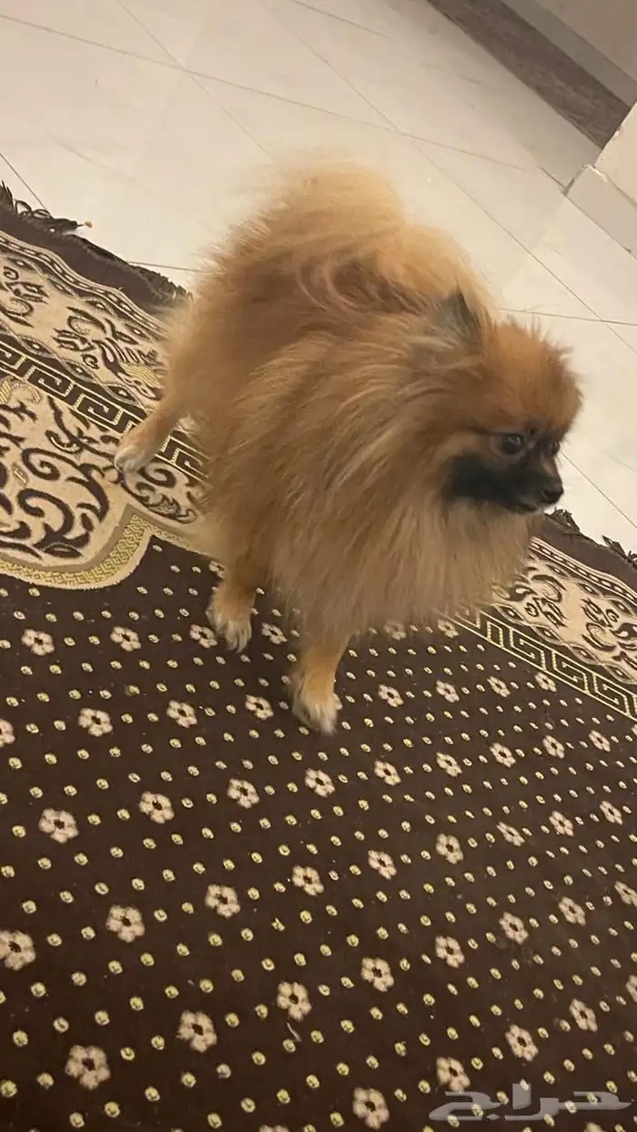 كلب للبيع انثى ل يجي اله الصامل 1