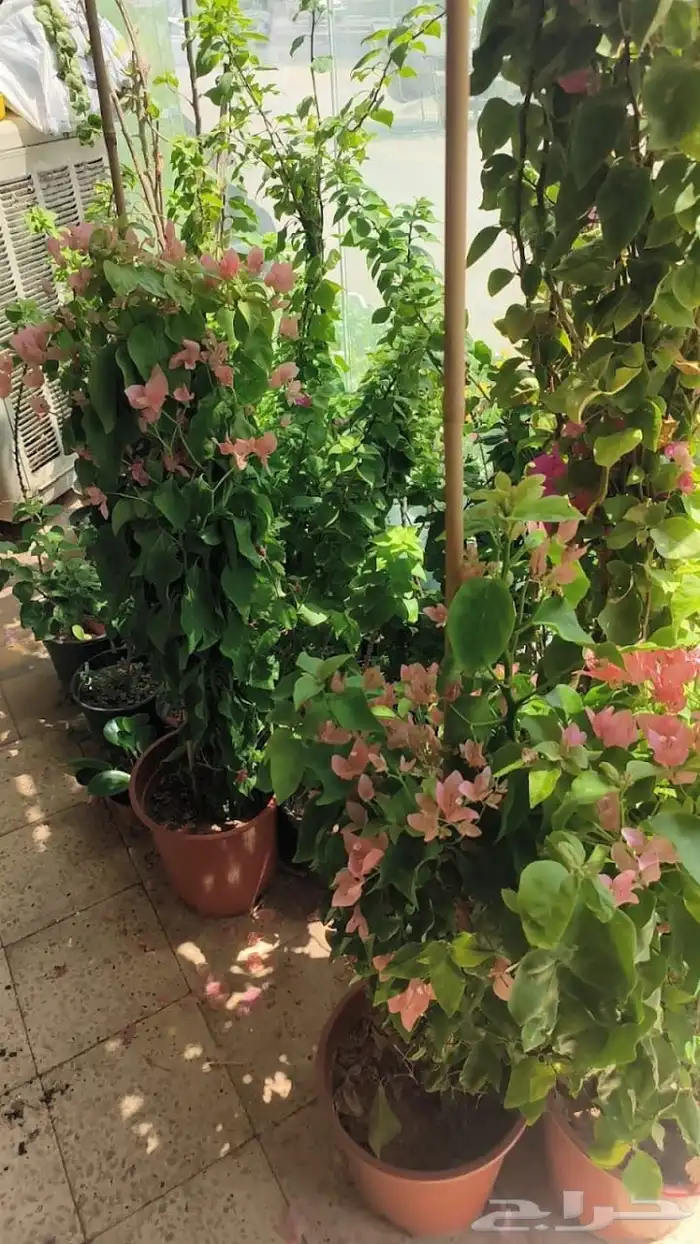 مشتل تنسيق حدايق 16