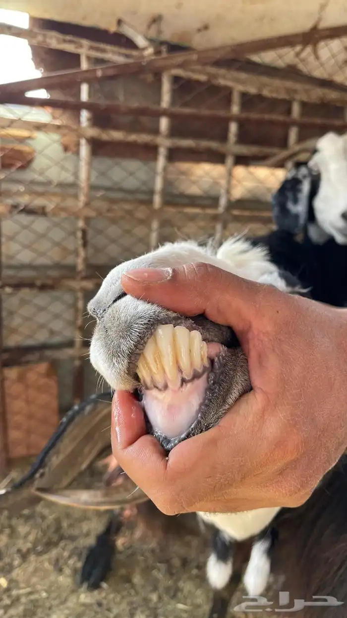 معزا مضاريع 6