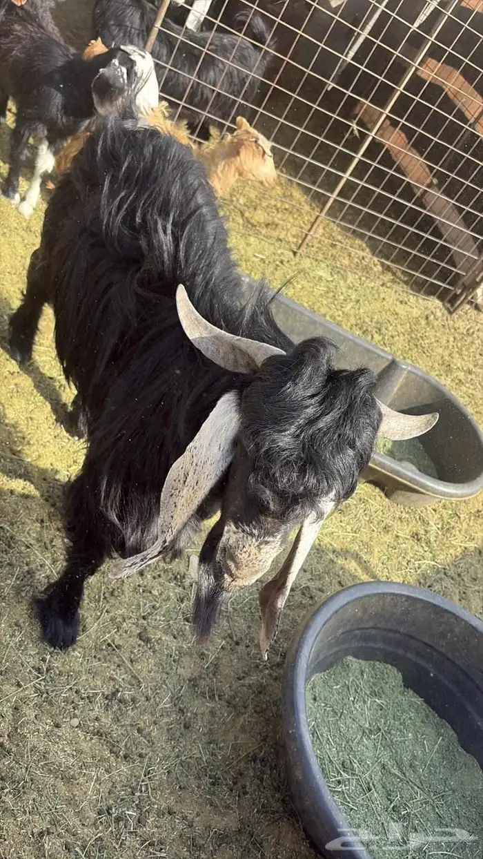 تيس ثني عارضي للبيع سيم 1500 3