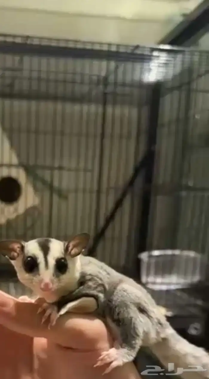 سنجاب طائر شوقر قلايدر كلاسيك 0