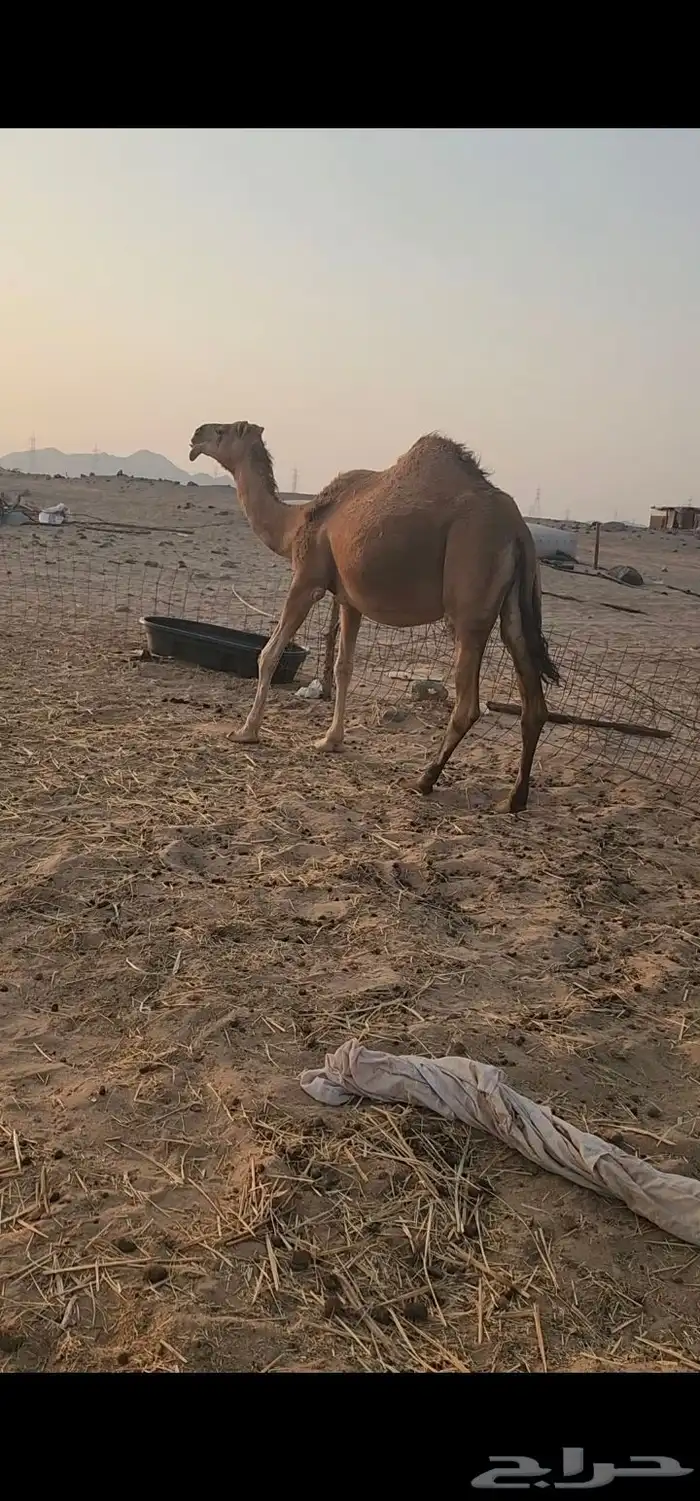 لقحة ملاقي 0