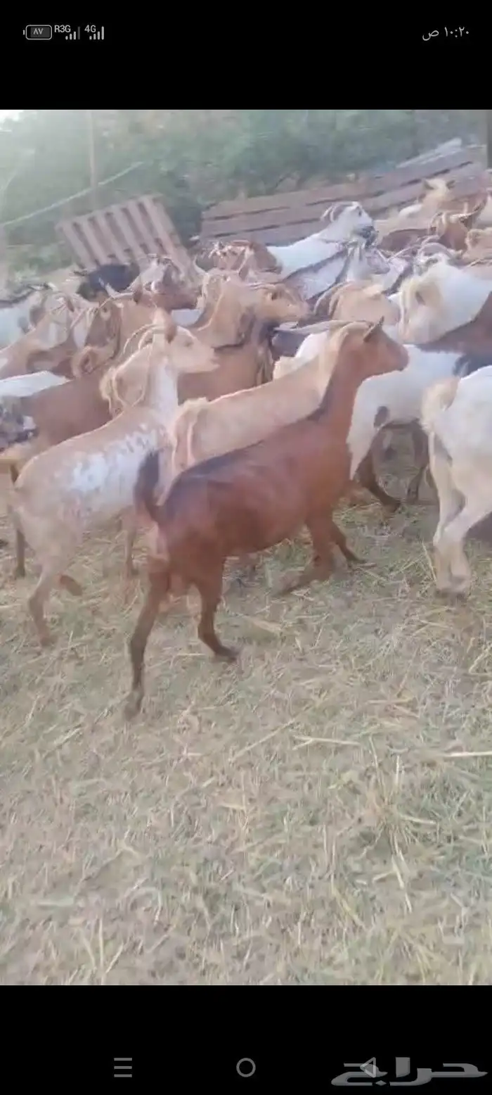 غنم دهم بلدي قرايب ومناتيج العدد ميه 0