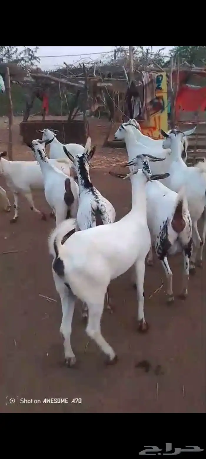 غنم بيشيات مزاين ماشاءالله قرايب دفيع على شرط العدد 20 مراح 3