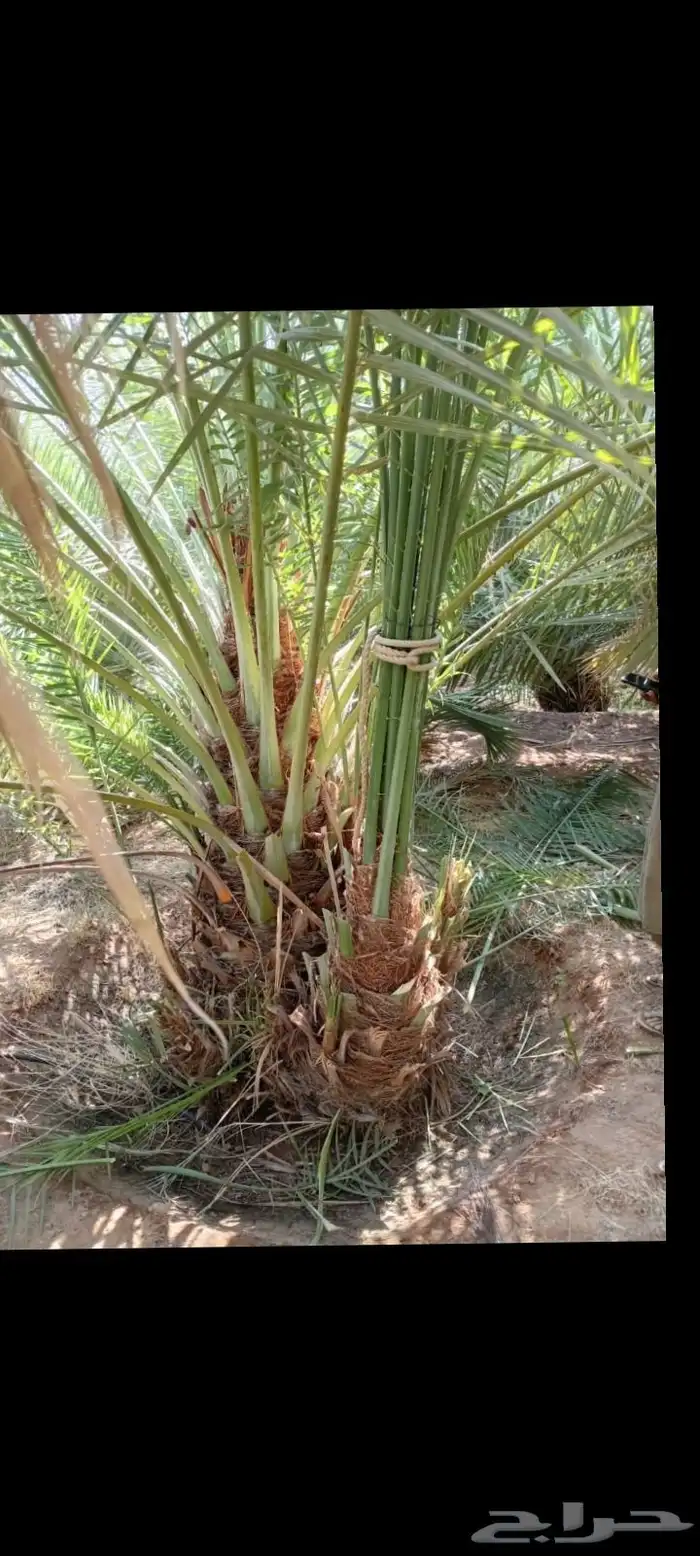 سلام عليكم ورحمة الله وبركاته ينوفر لدين نخل اللبيع 1