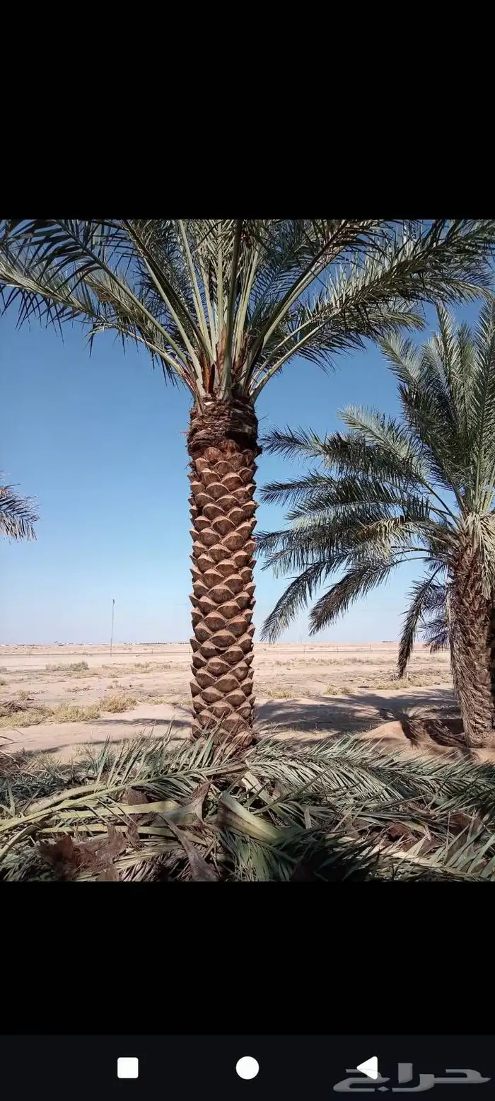 فسائل وجثايث للبيع بجميع انواعها وأشكالها 6