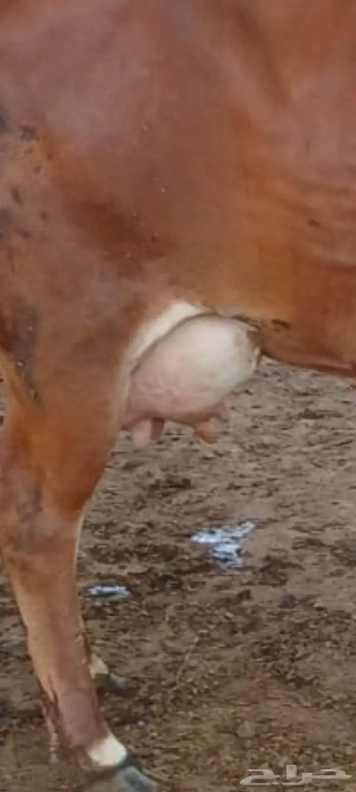 بقره بلدي منيحه ام ثاني 1