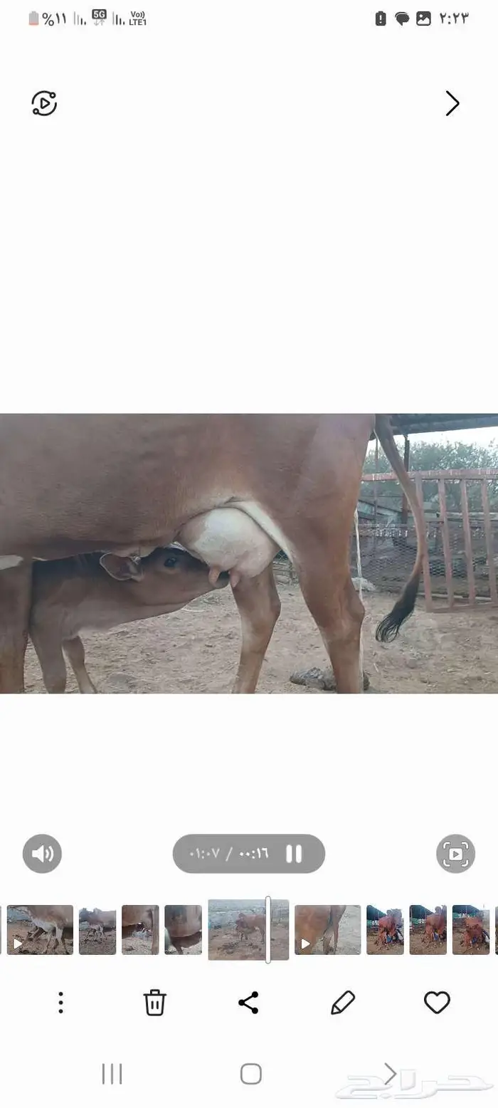 بقره بلدي منيحه ام ثاني 8