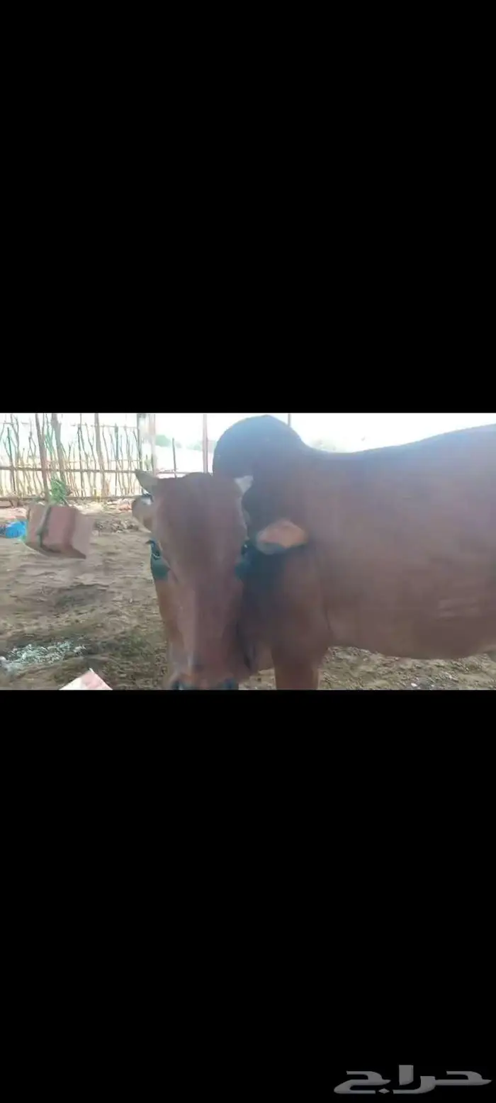 بقره بلدي منيحه ام ثاني 10