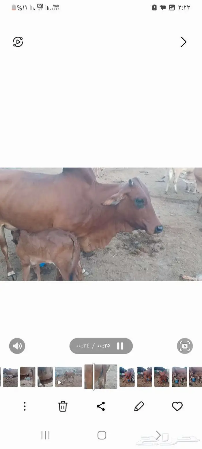 بقره بلدي منيحه ام ثاني 9