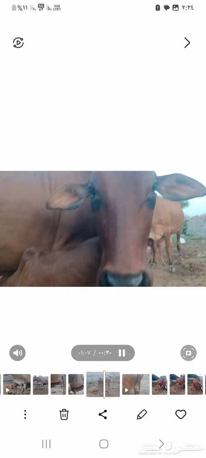 بقره بلدي منيحه ام ثاني 11