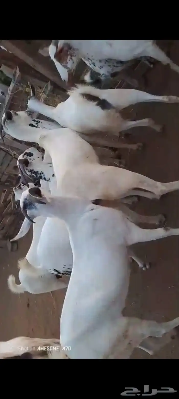 غنم بيشيات مزاين ماشاءالله قرايب دفيع على شرط العدد 20 مراح 4