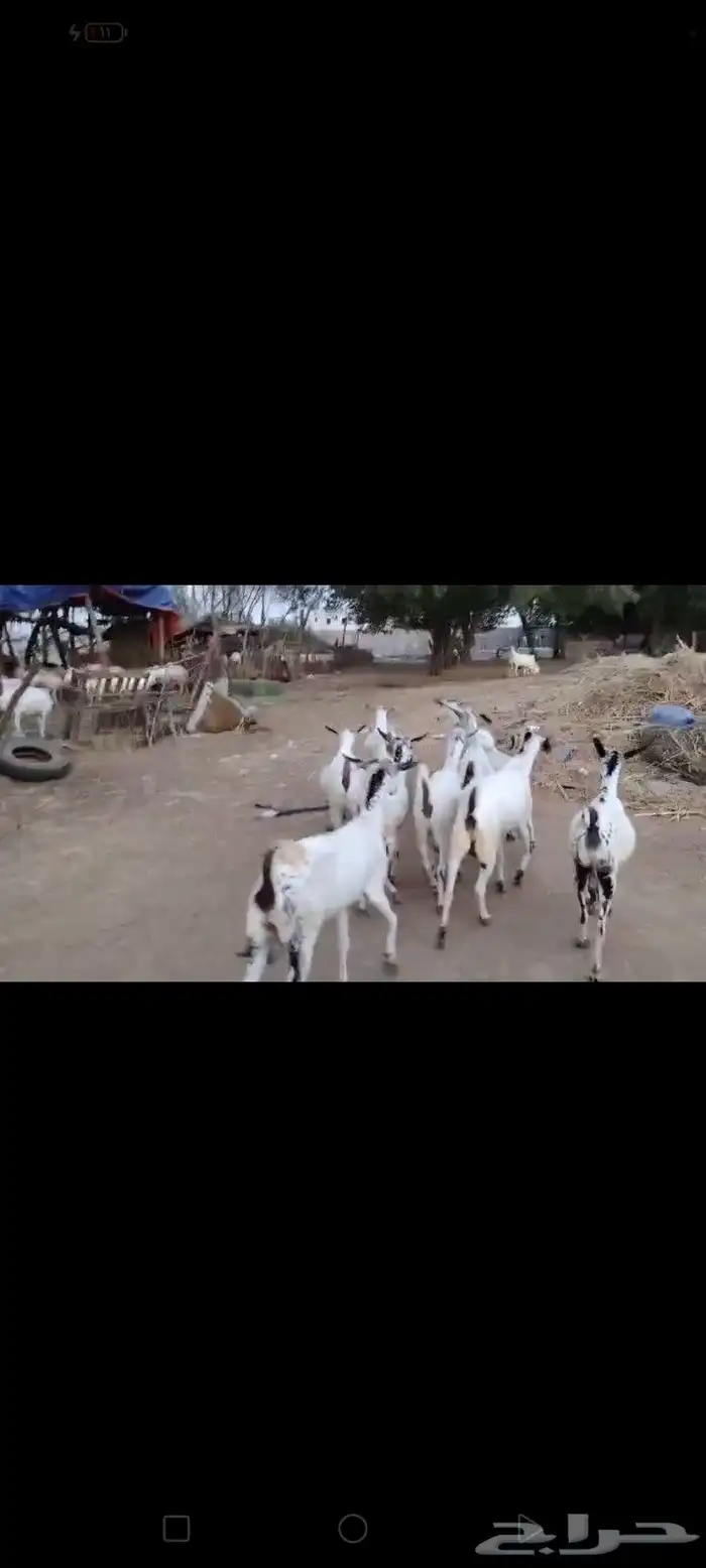 غنم بيشيات مزاين ماشاءالله قرايب دفيع على شرط العدد 20 مراح 5