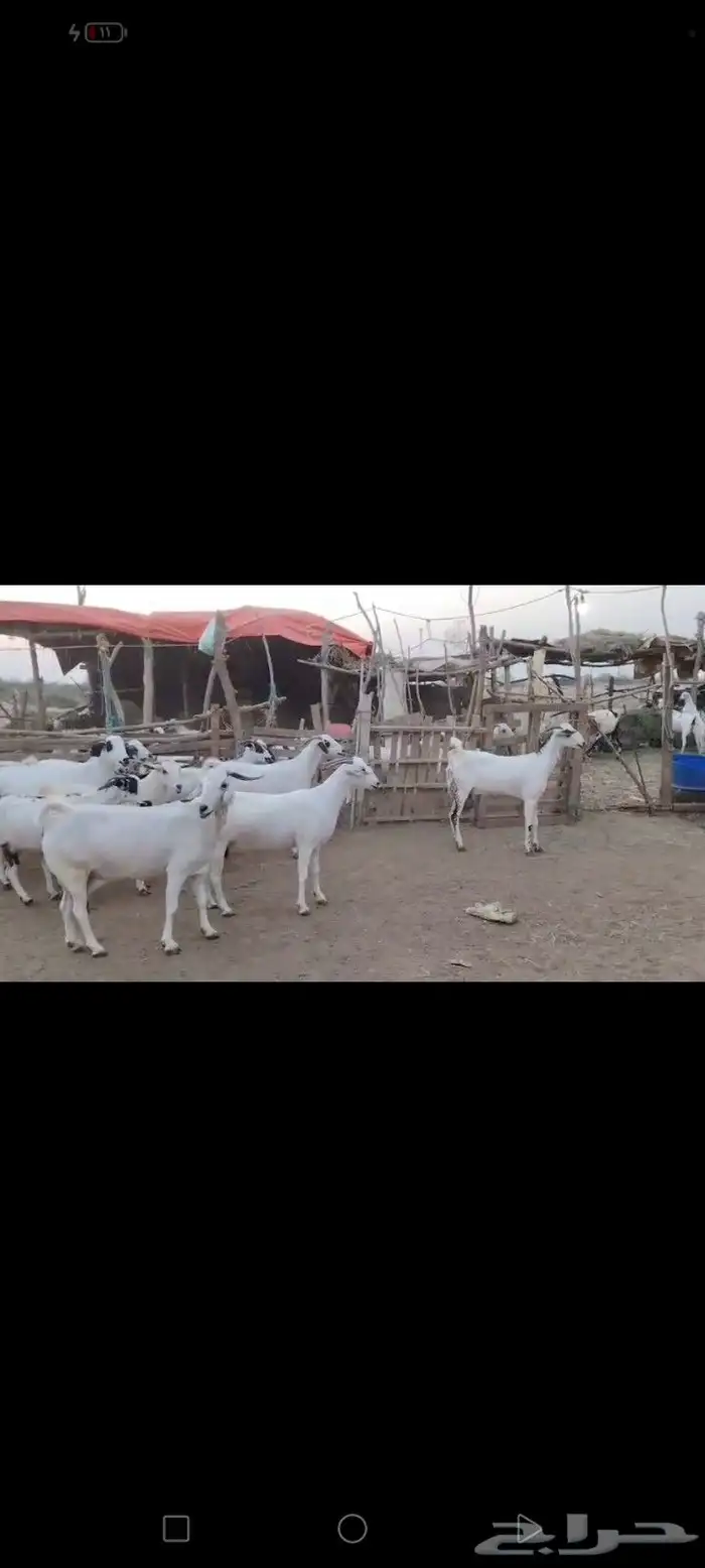 غنم بيشيات مزاين ماشاءالله قرايب دفيع على شرط العدد 20 مراح 6