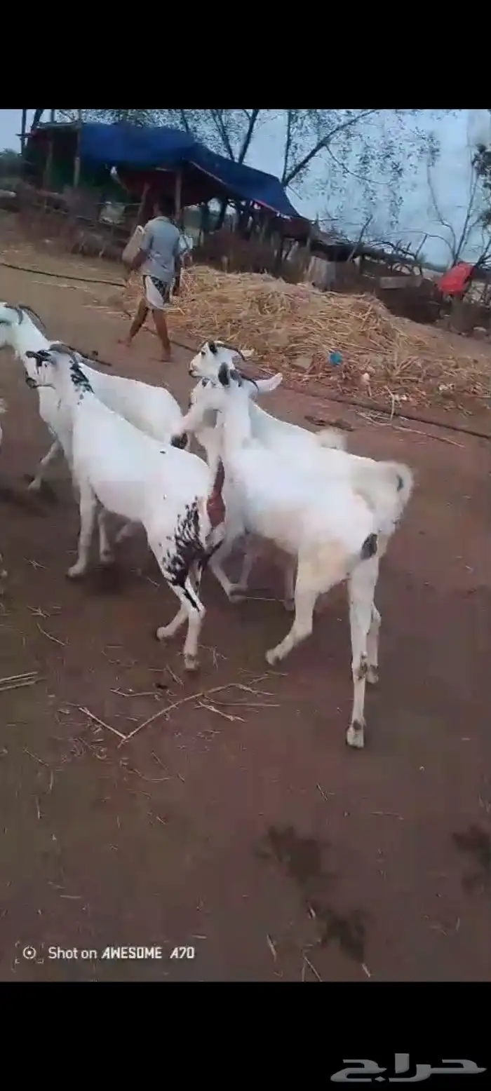 غنم بيشيات مزاين ماشاءالله قرايب دفيع على شرط العدد 20 مراح 2