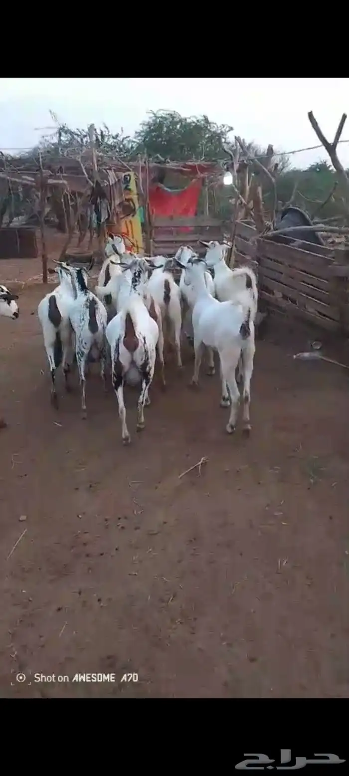 غنم بيشيات مزاين ماشاءالله قرايب دفيع على شرط العدد 20 مراح 0