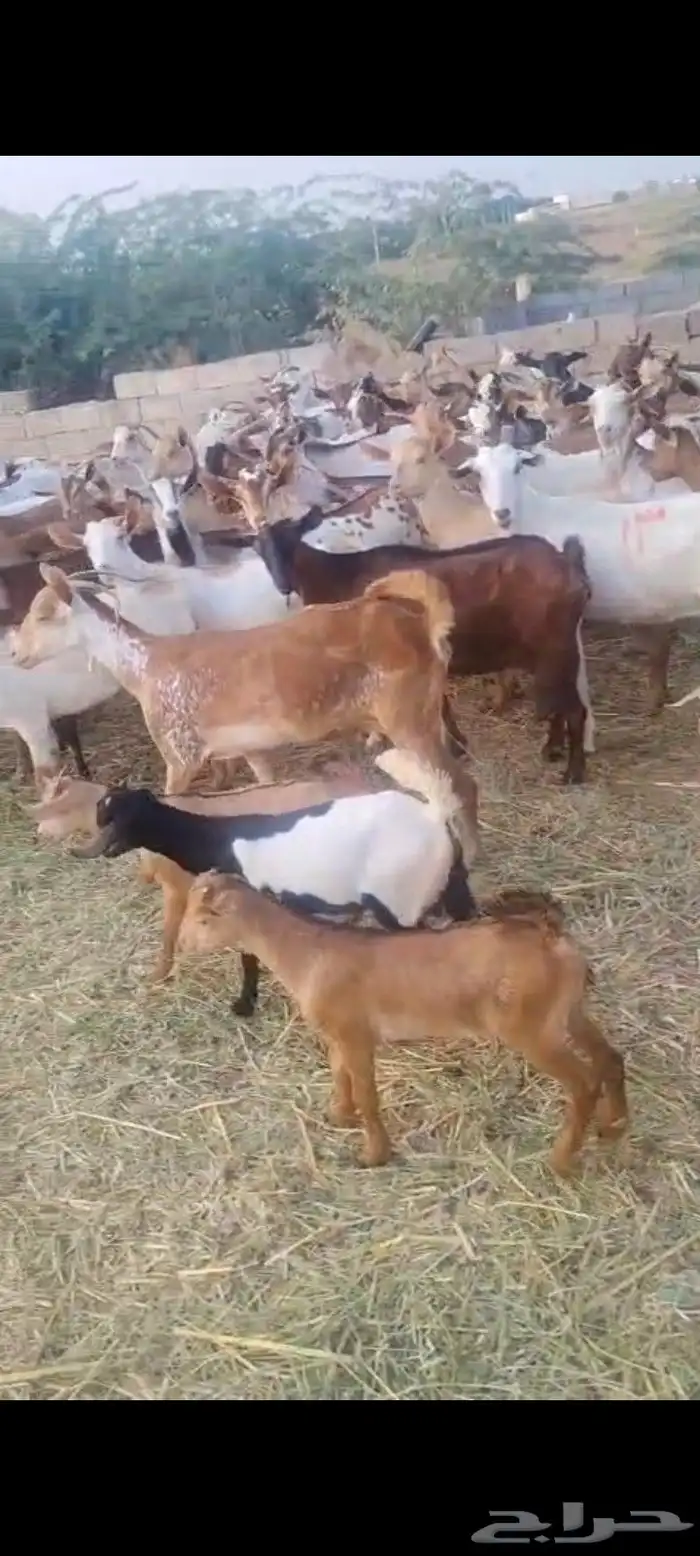 غنم دهم بلدي قرايب ومناتيج العدد ميه 1